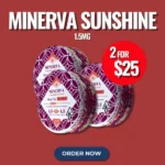 Minerva | Sunshine | 1.5